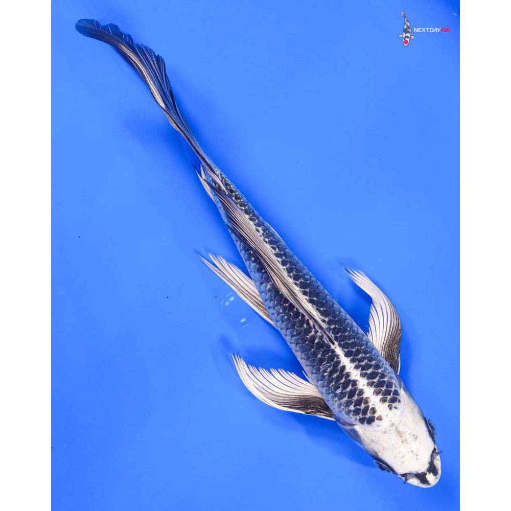 10” Imported Gin Matsuba Butterfly Koi - Image 3