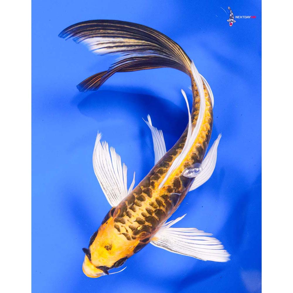 Matsuba Koi Fish For Sale | Next Day Koi