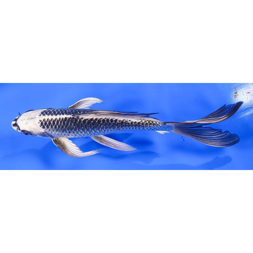 10” Imported Gin Matsuba Butterfly Koi - Image 4