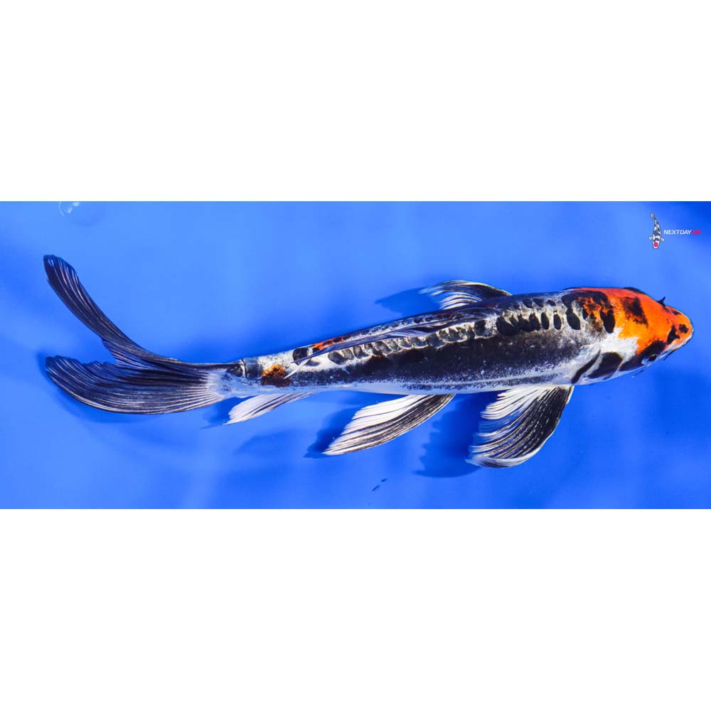 10” Imported Kin Kikokuryu Butterfly Koi - Image 2