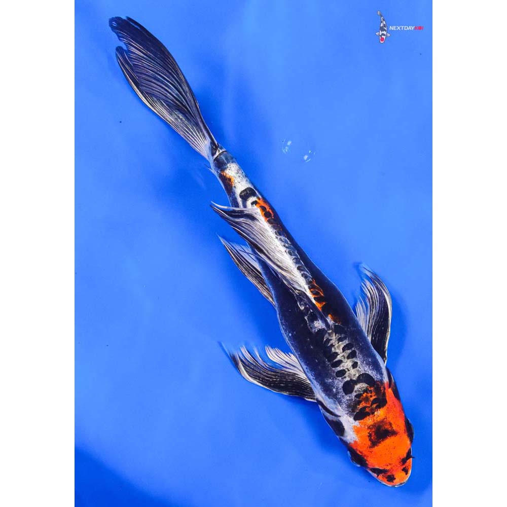 10” Imported Kin Kikokuryu Butterfly Koi - Image 3