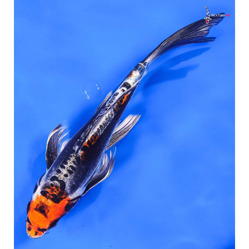 10” Imported Kin Kikokuryu Butterfly Koi - Image 5