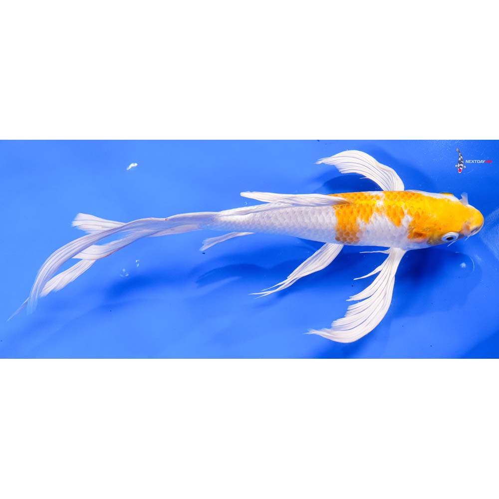 12” Imported Hariwake Butterfly Koi - Image 2