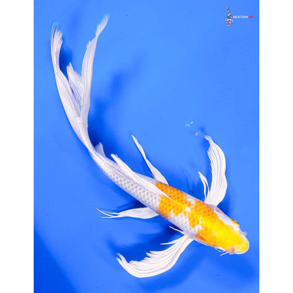 12” Imported Hariwake Butterfly Koi - Image 3