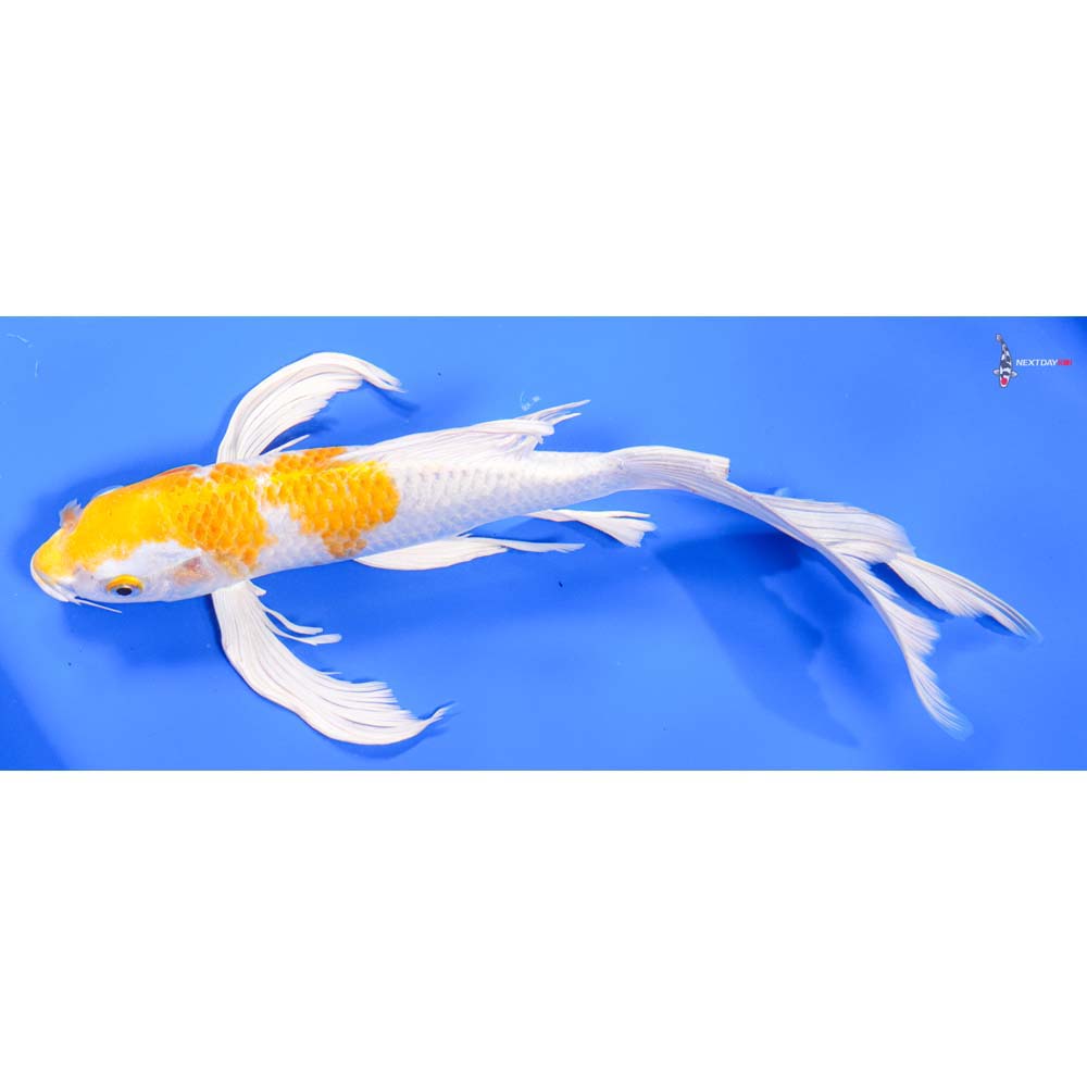 12” Imported Hariwake Butterfly Koi - Image 4