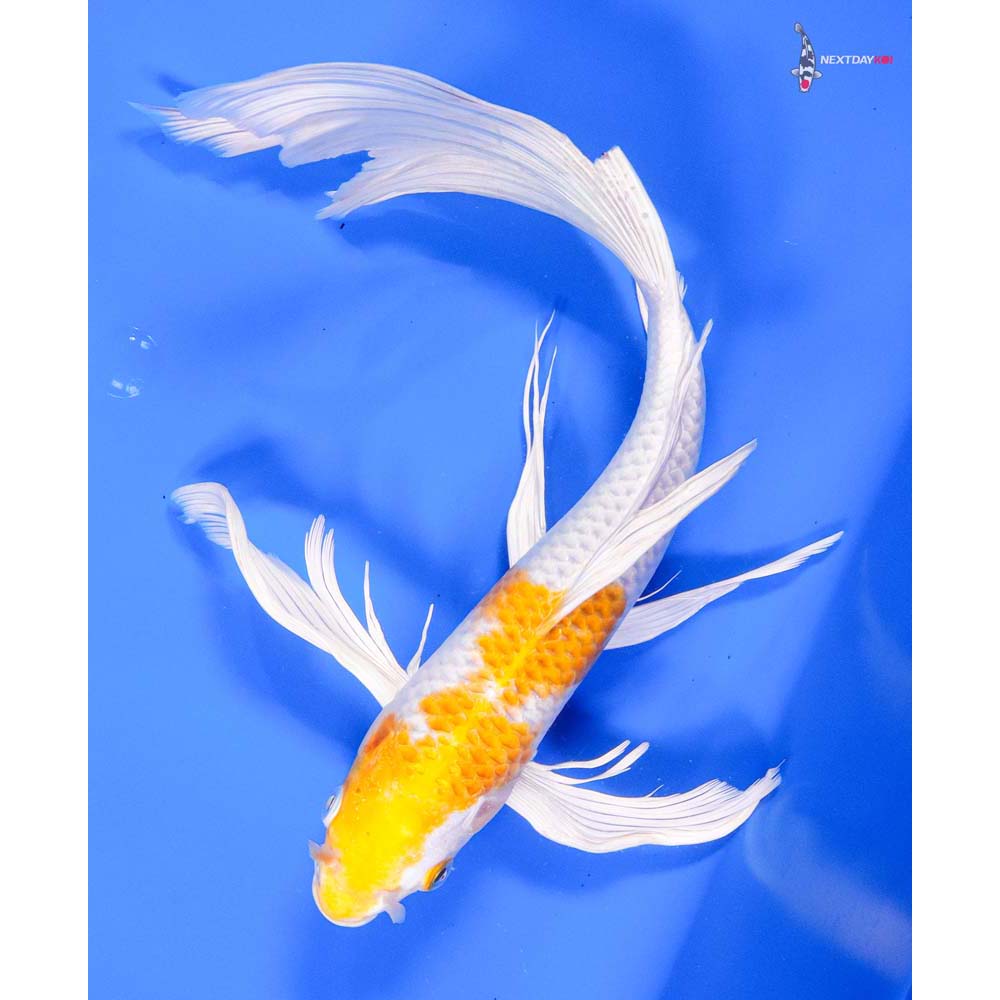 12” Imported Hariwake Butterfly Koi - Image 5