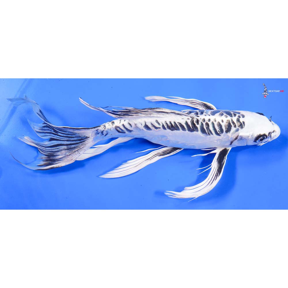 12” Imported Doitsu Gin Matsuba Butterfly Koi - Image 2