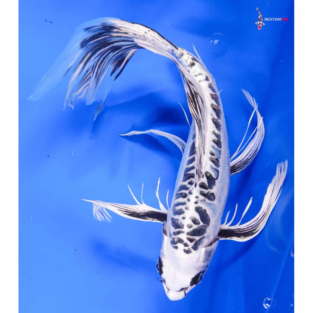 12” Imported Doitsu Gin Matsuba Butterfly Koi - Image 3