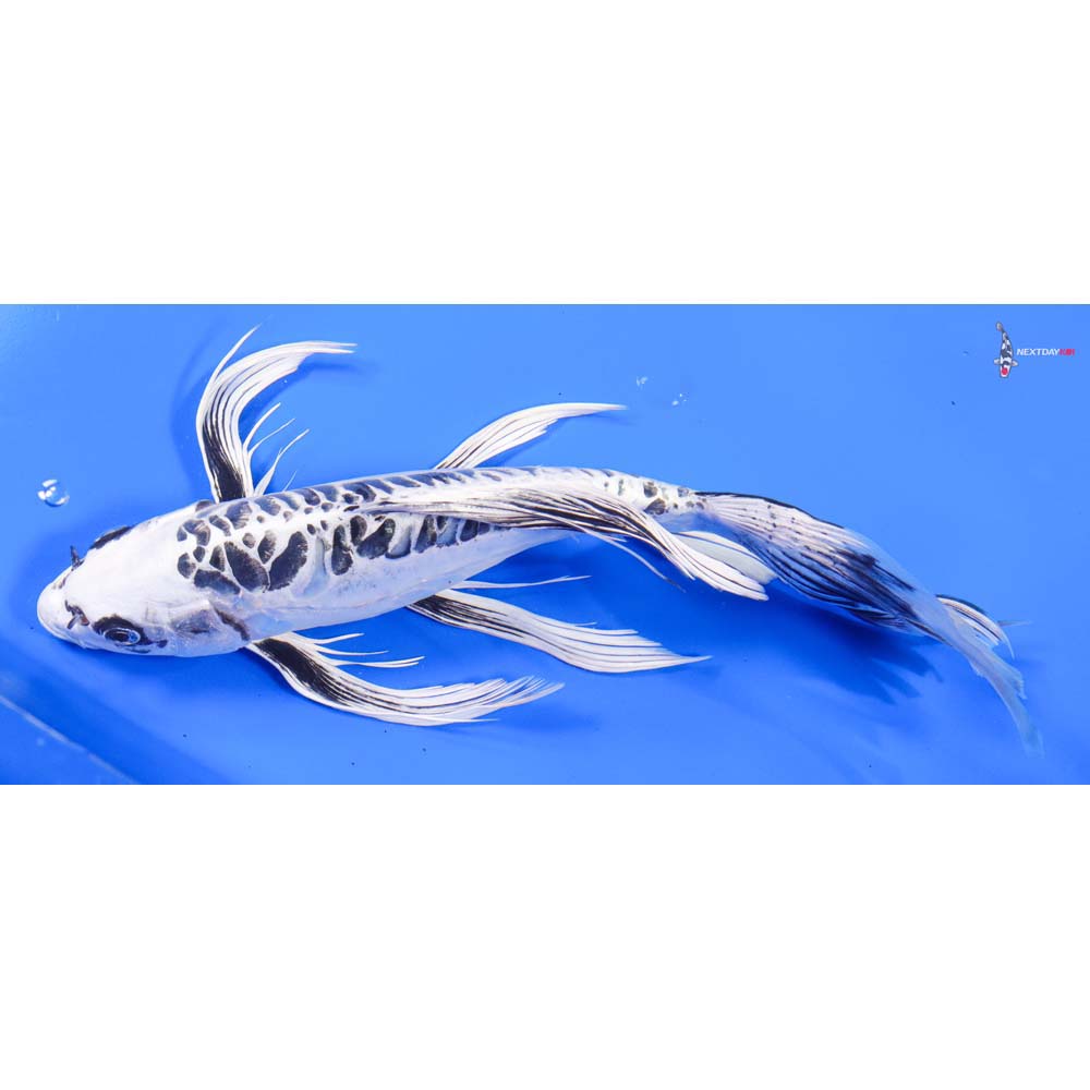 12” Imported Doitsu Gin Matsuba Butterfly Koi - Image 4