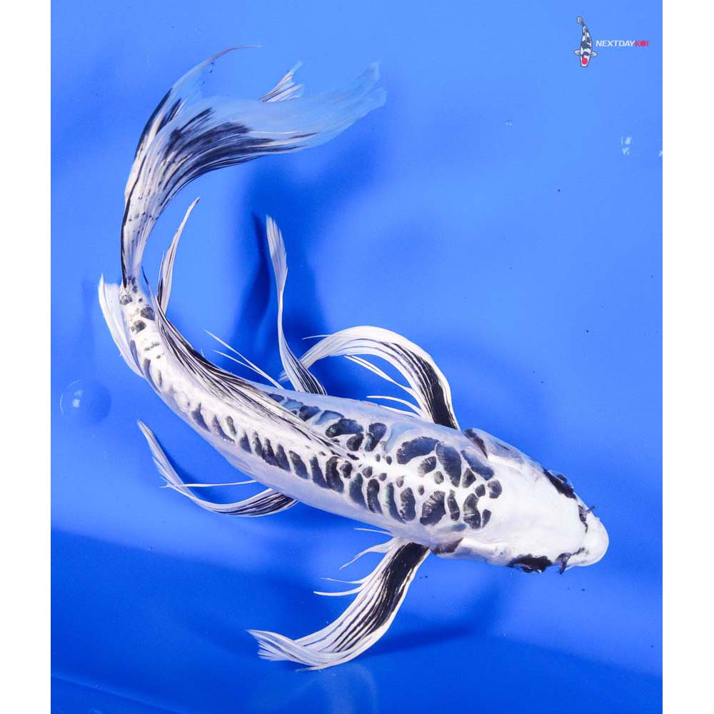 12” Imported Doitsu Gin Matsuba Butterfly Koi - Image 5