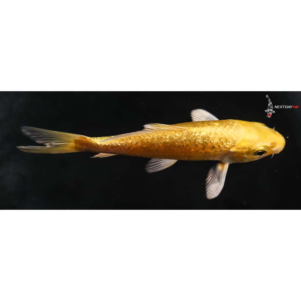 3.5” Imported Gin Rin Yamabuki Ogon - Image 2