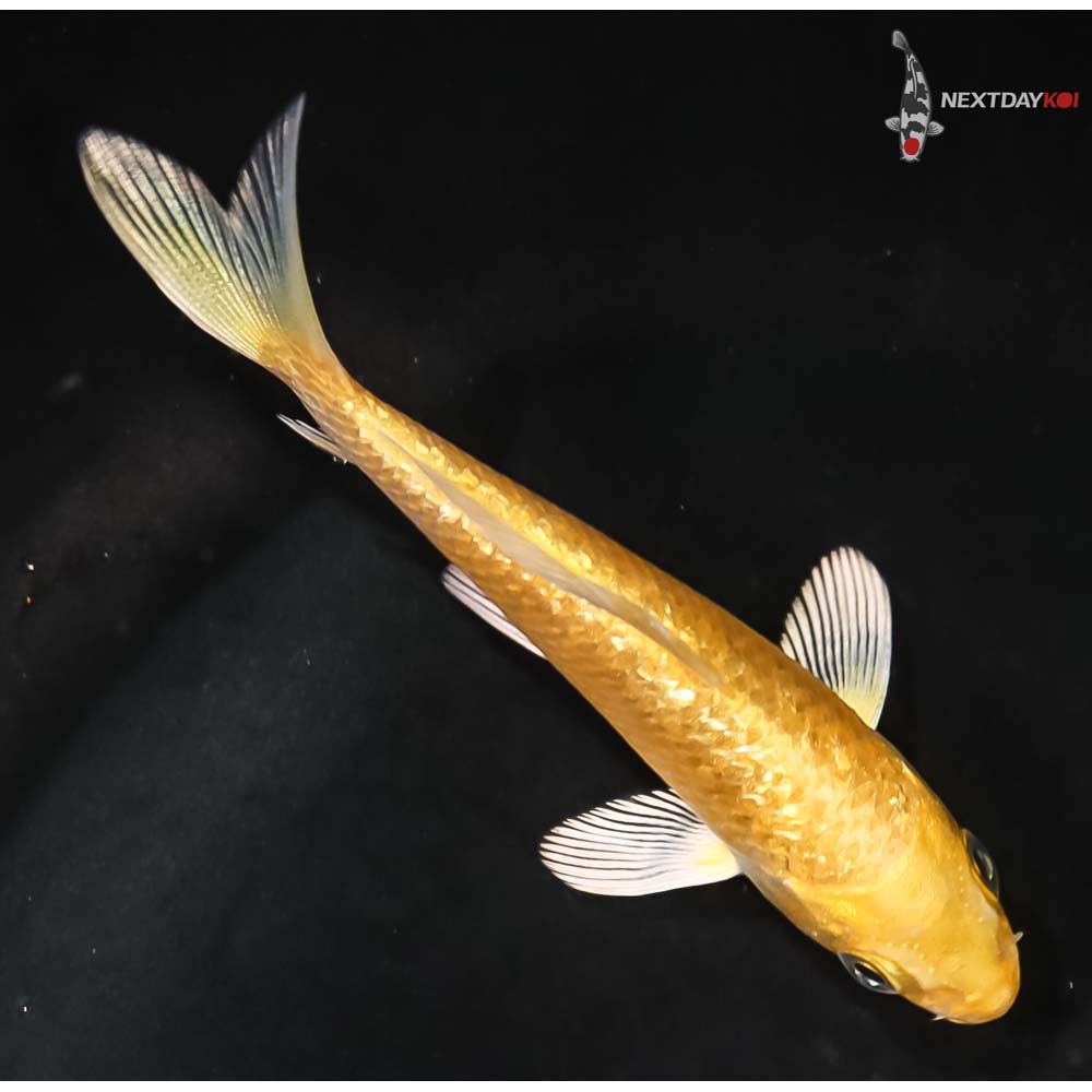 3.5” Imported Gin Rin Yamabuki Ogon - Image 3