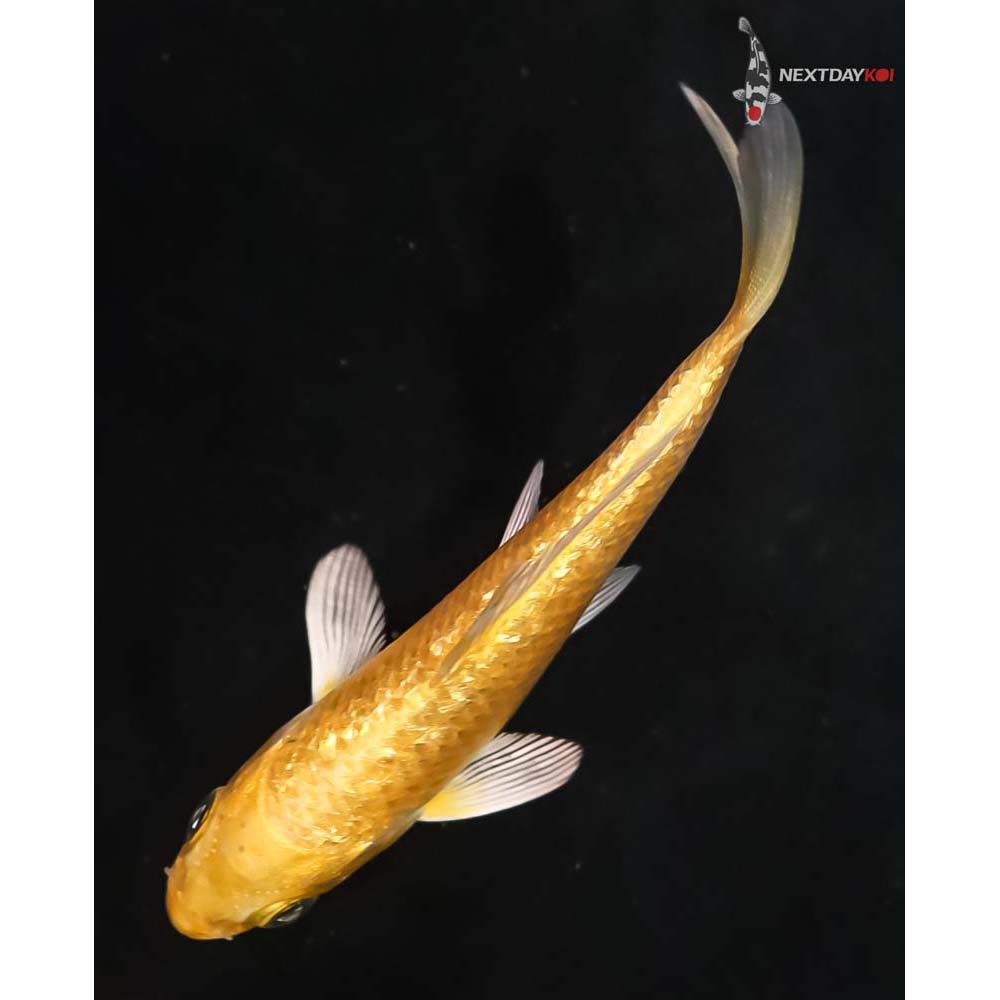 3.5” Imported Gin Rin Yamabuki Ogon - Image 5