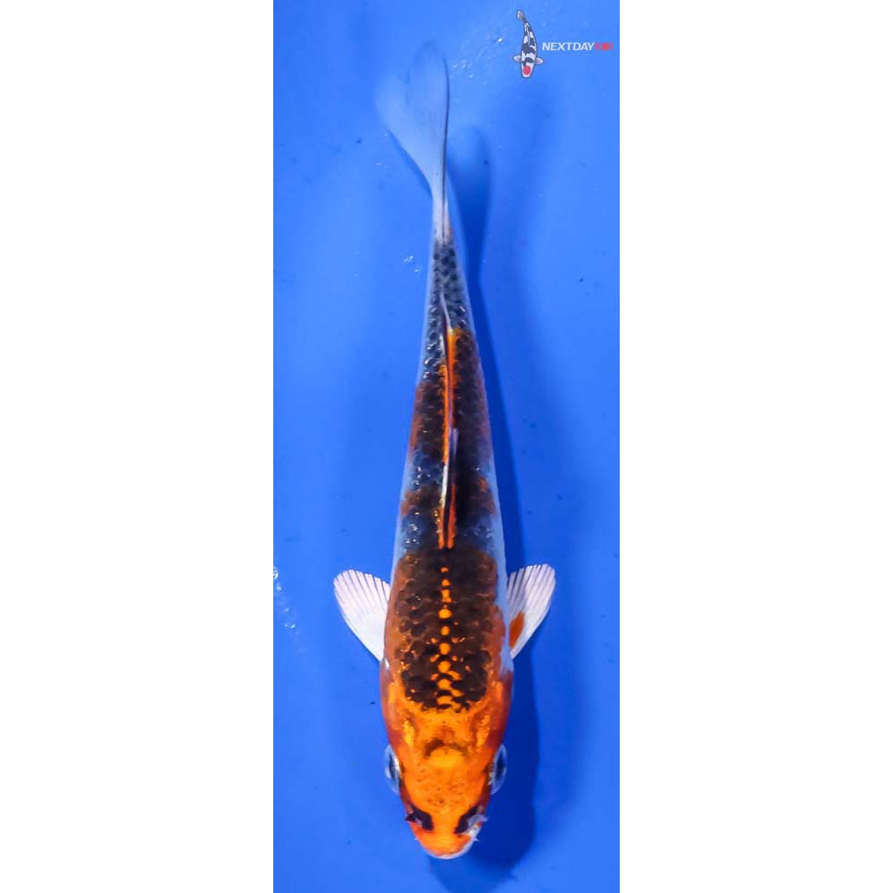 4” Imported Kujaku