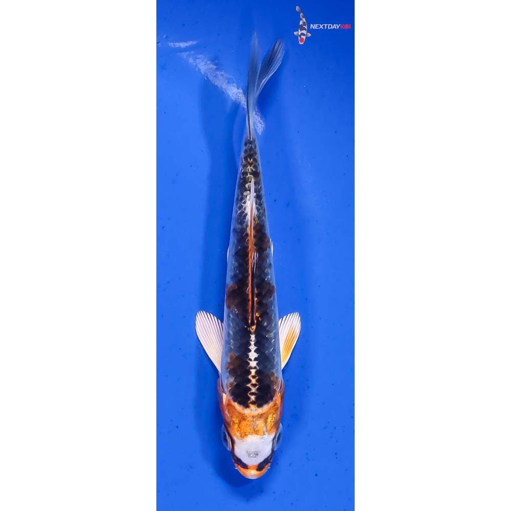 4.5” Imported Kujaku