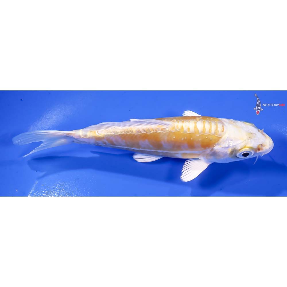 5” Imported Doitsu Lemon Hariwake - Image 2