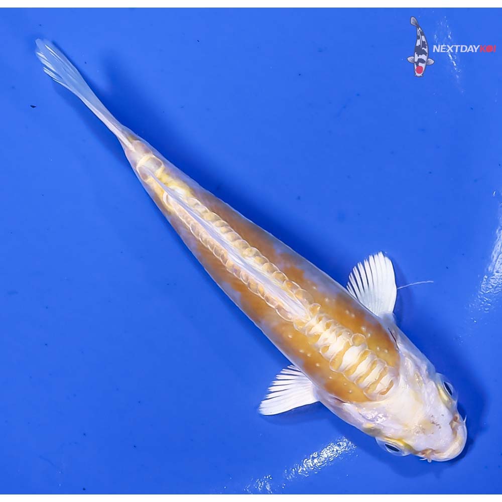 5” Imported Doitsu Lemon Hariwake - Image 3