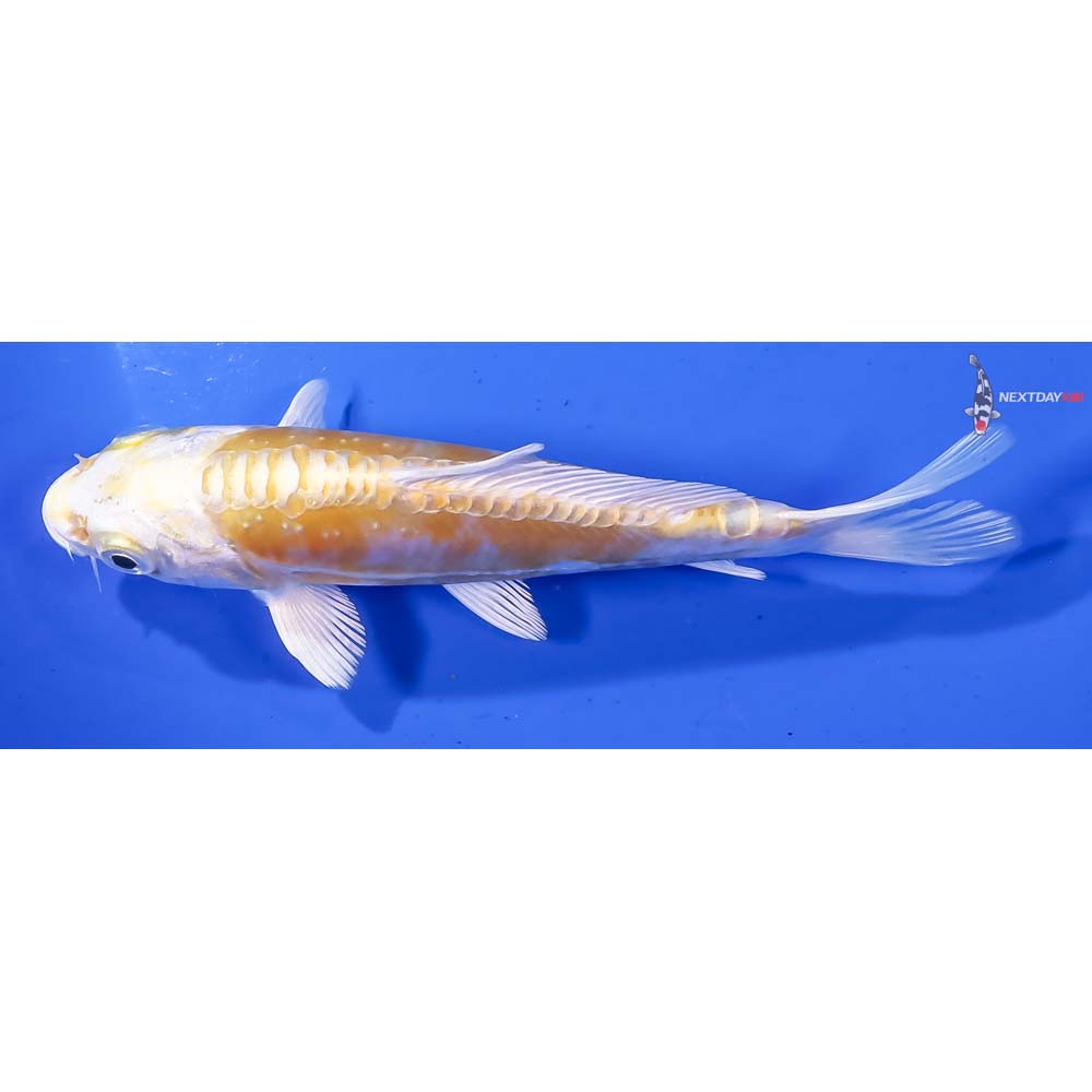 5” Imported Doitsu Lemon Hariwake - Image 4