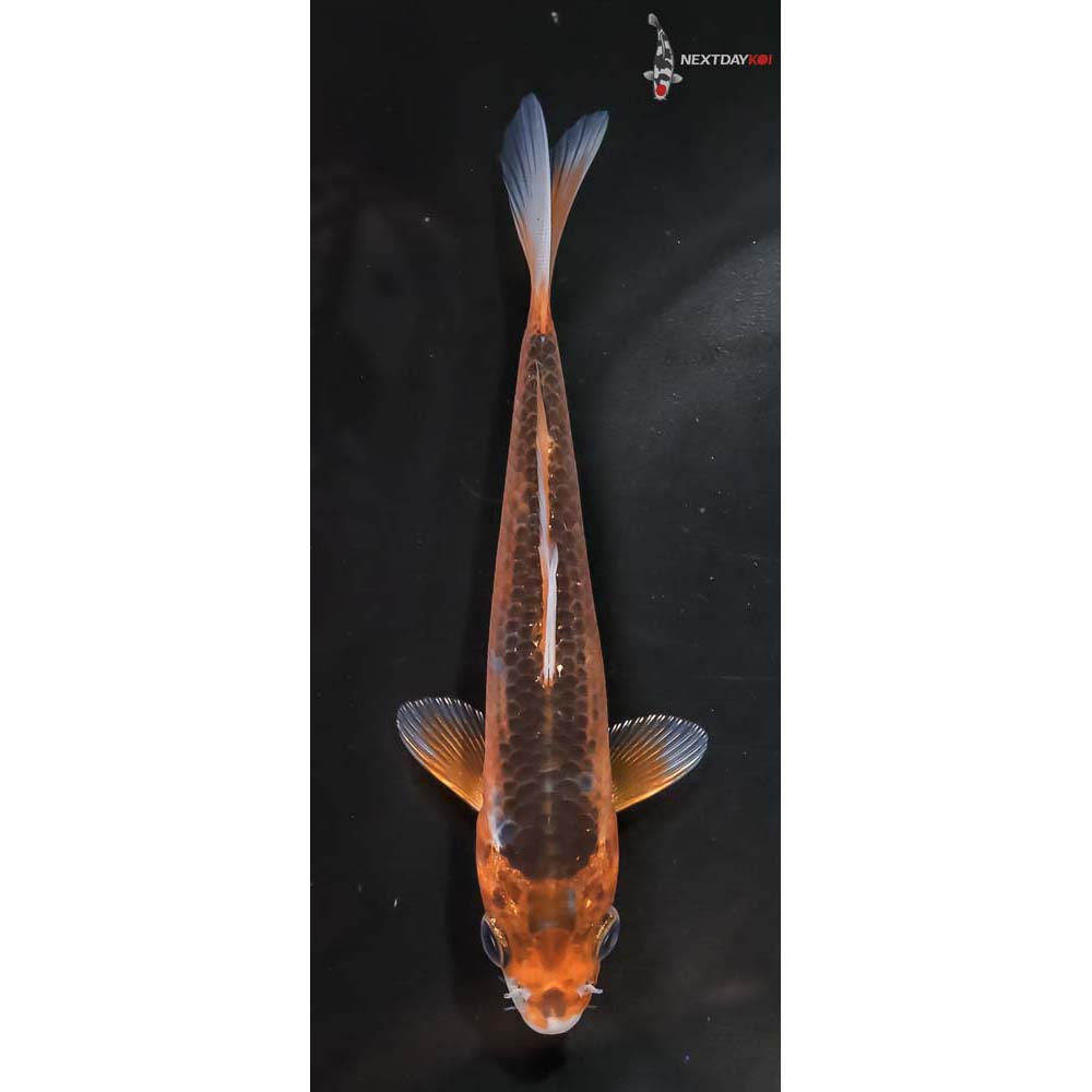 5” Imported Hi Asagi