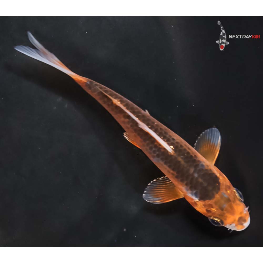 5” Imported Hi Asagi - Image 3