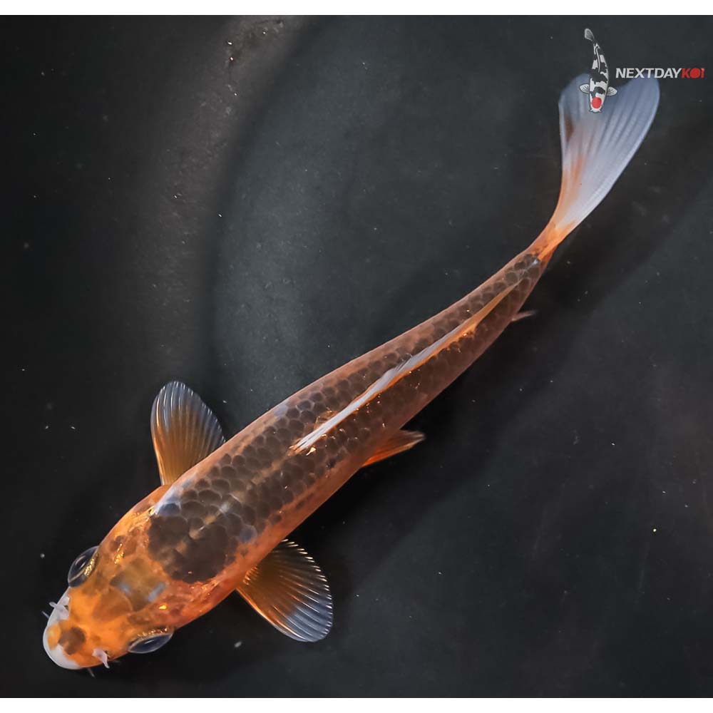 5” Imported Hi Asagi - Image 5