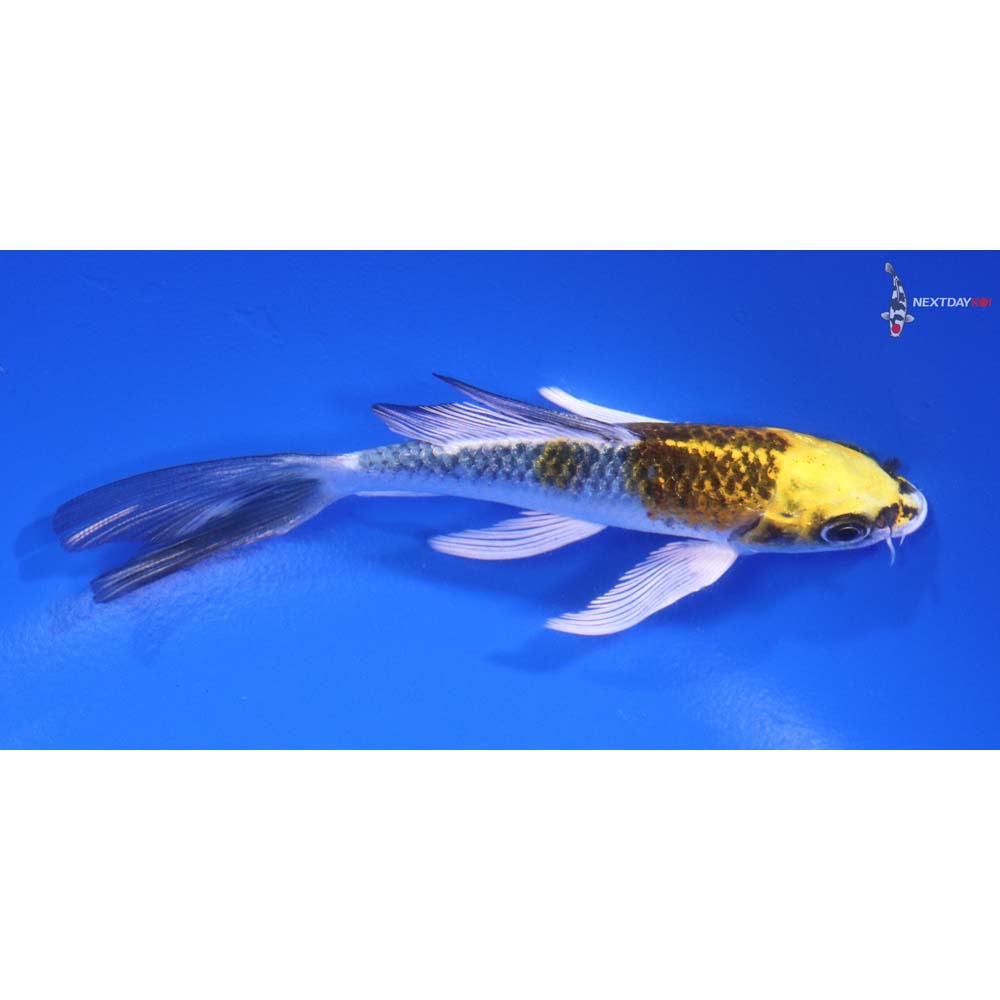 4.5” Imported Kujaku Butterfly Koi - Image 2