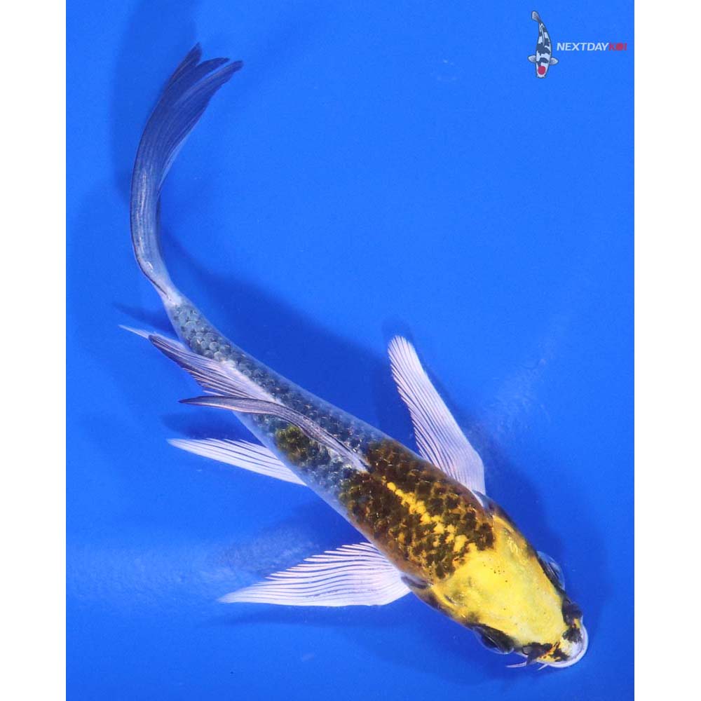 4.5” Imported Kujaku Butterfly Koi - Image 3