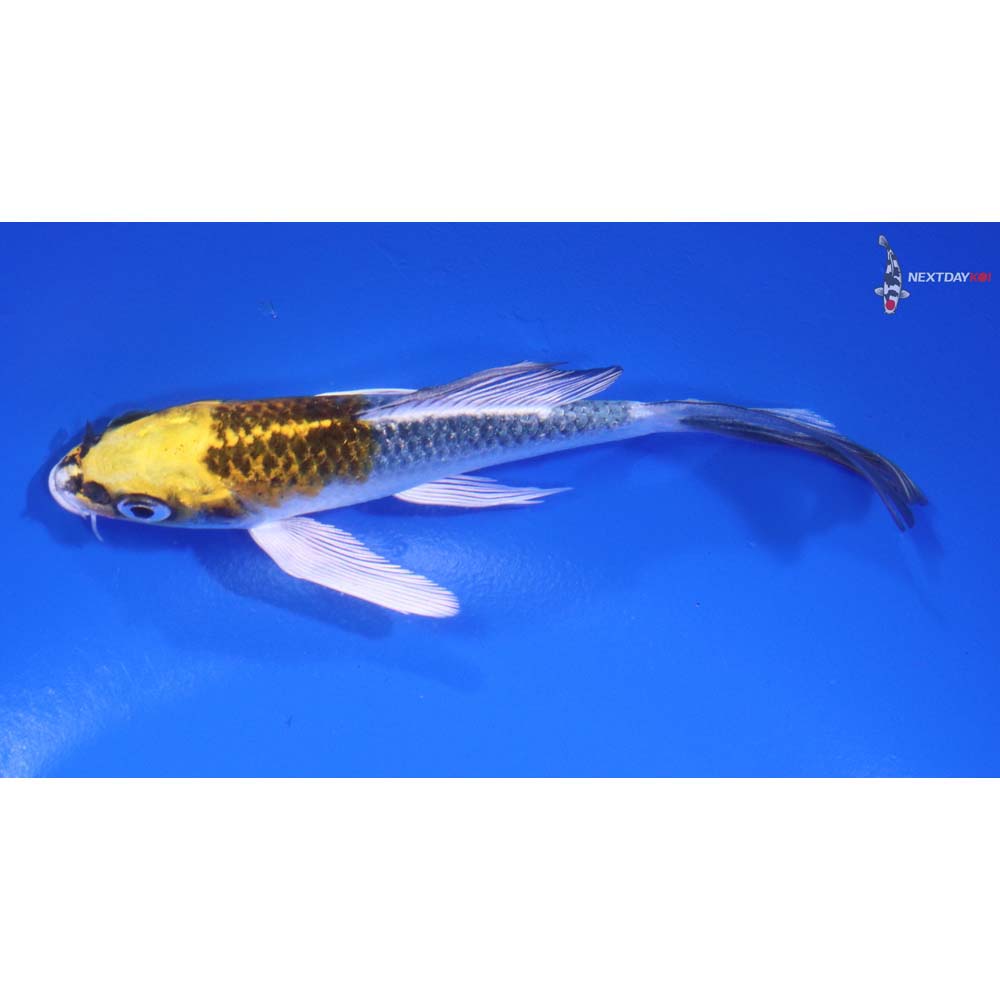 4.5” Imported Kujaku Butterfly Koi - Image 4