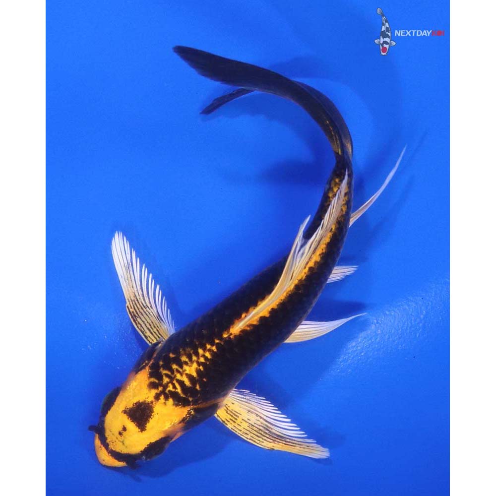 5” Imported Ki Matsuba Butterfly Koi