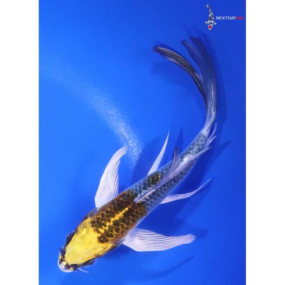 4.5” Imported Kujaku Butterfly Koi - Image 5
