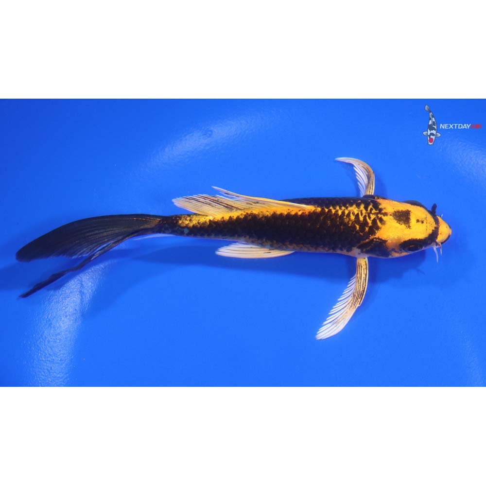 5” Imported Ki Matsuba Butterfly Koi - Image 2