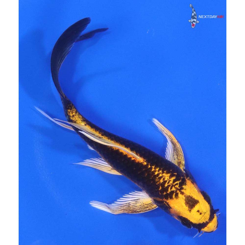 5” Imported Ki Matsuba Butterfly Koi - Image 3