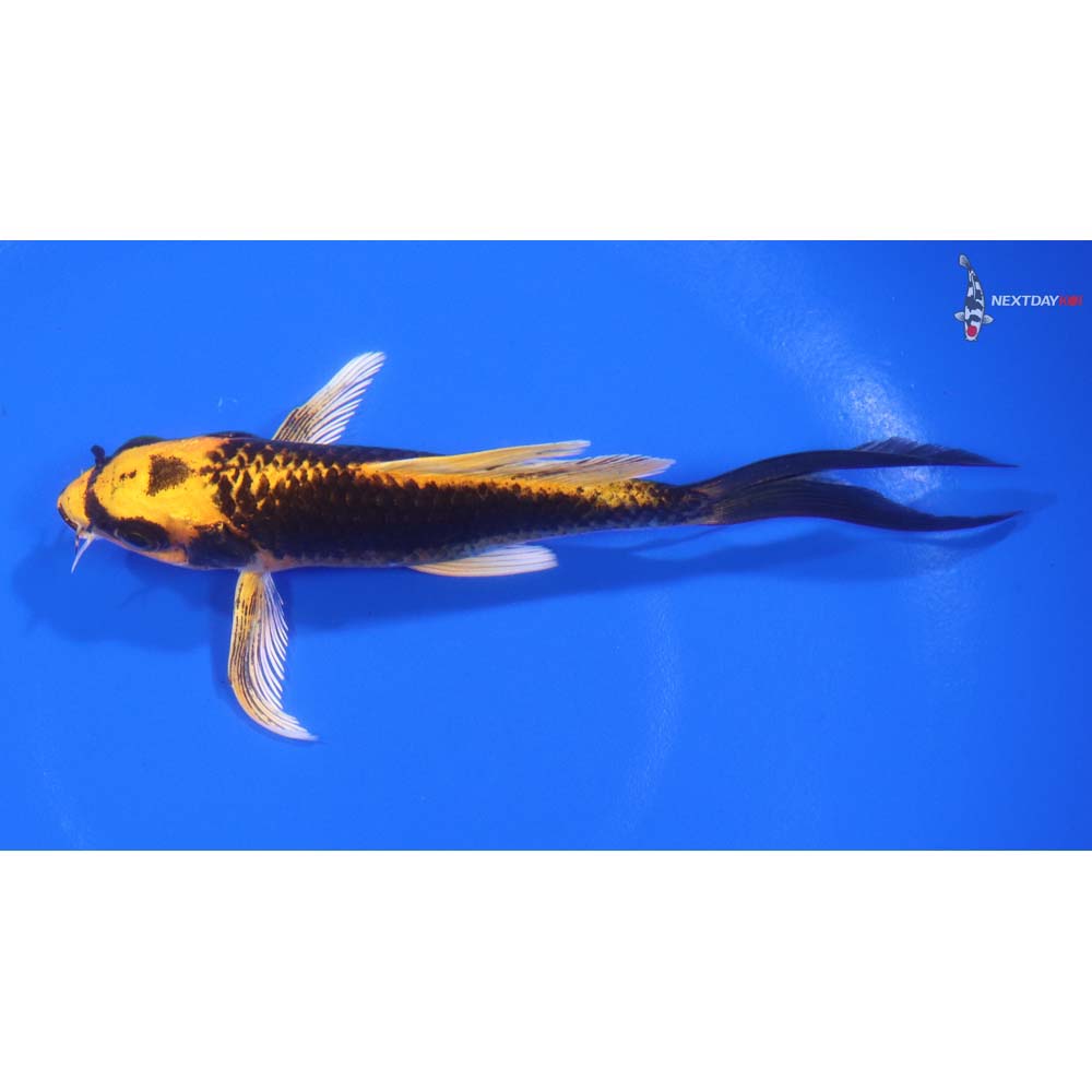 5” Imported Ki Matsuba Butterfly Koi - Image 4