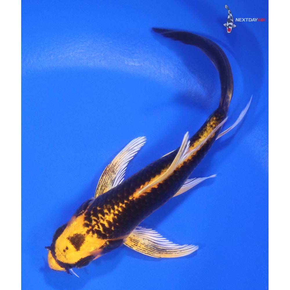 5” Imported Ki Matsuba Butterfly Koi - Image 5