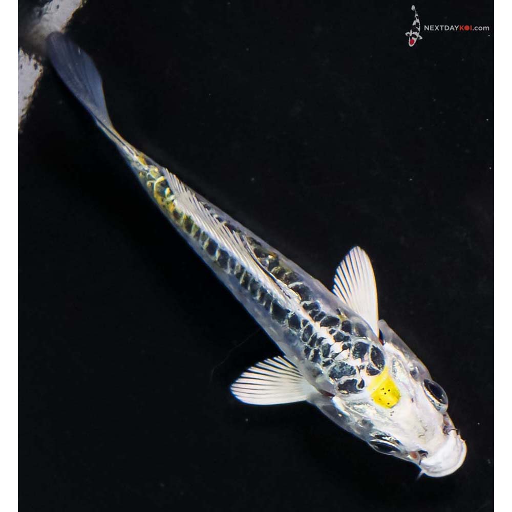 3.5” Imported Doitsu Blue Kujaku - Image 3