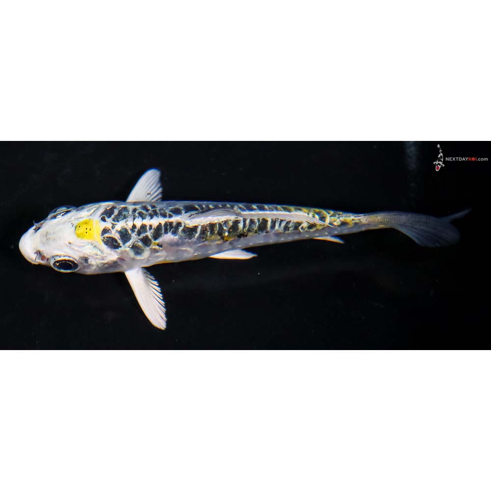 3.5” Imported Doitsu Blue Kujaku - Image 4