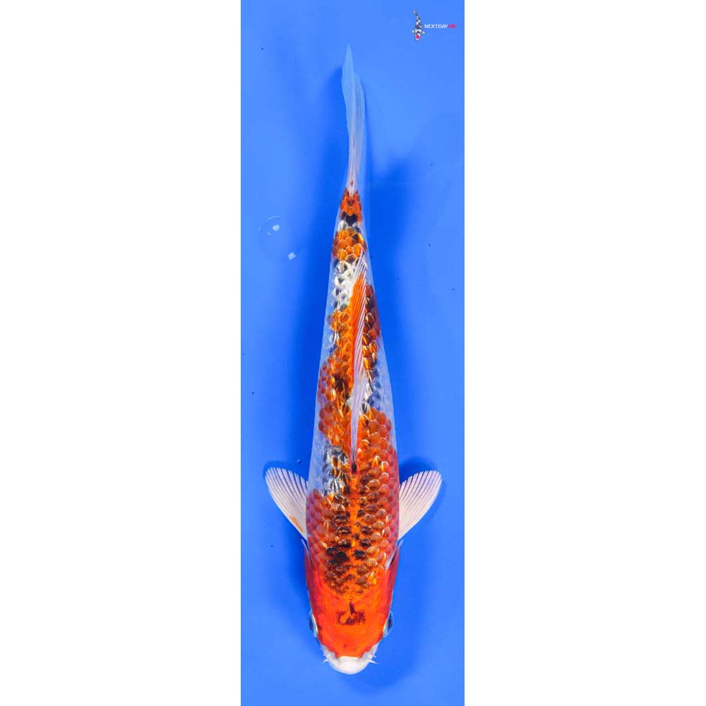 9” Imported Gin Rin Kujaku