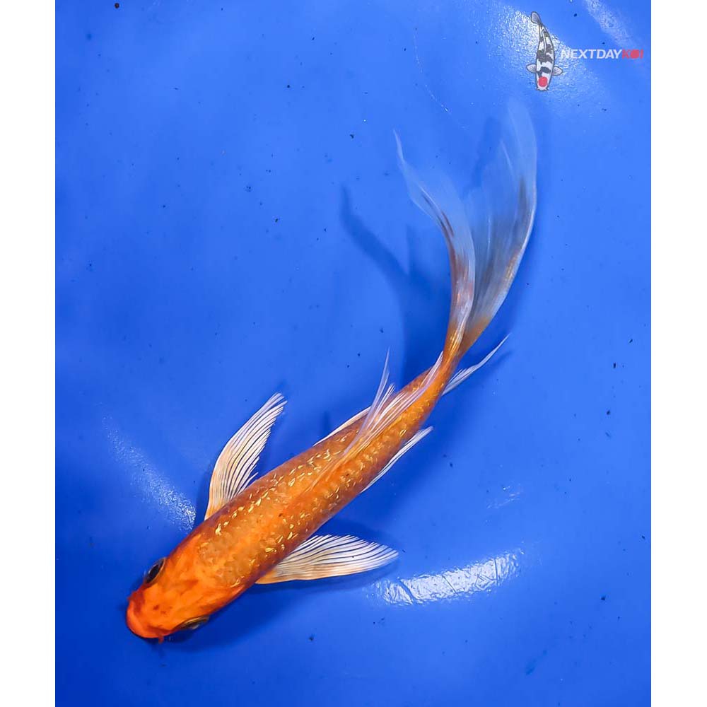 6.5” Imported Gin Rin Orenji Ogon Butterfly Koi