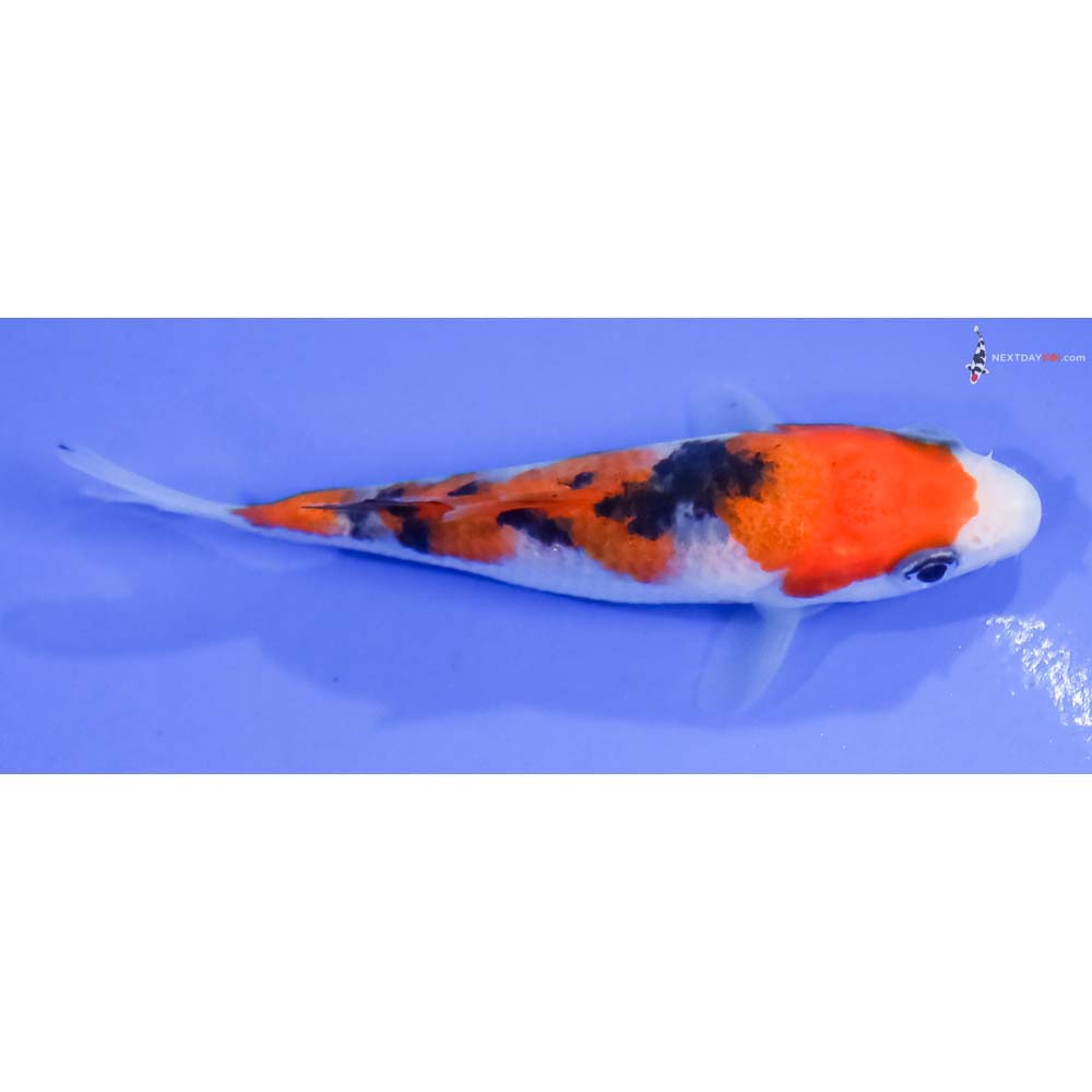 3.5” Imported Sanke - Image 2