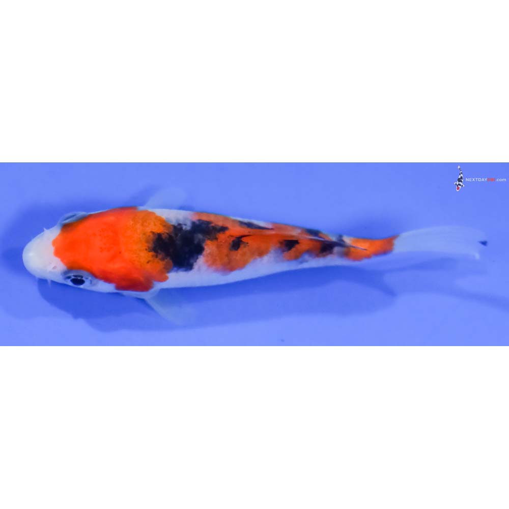 3.5” Imported Sanke - Image 4