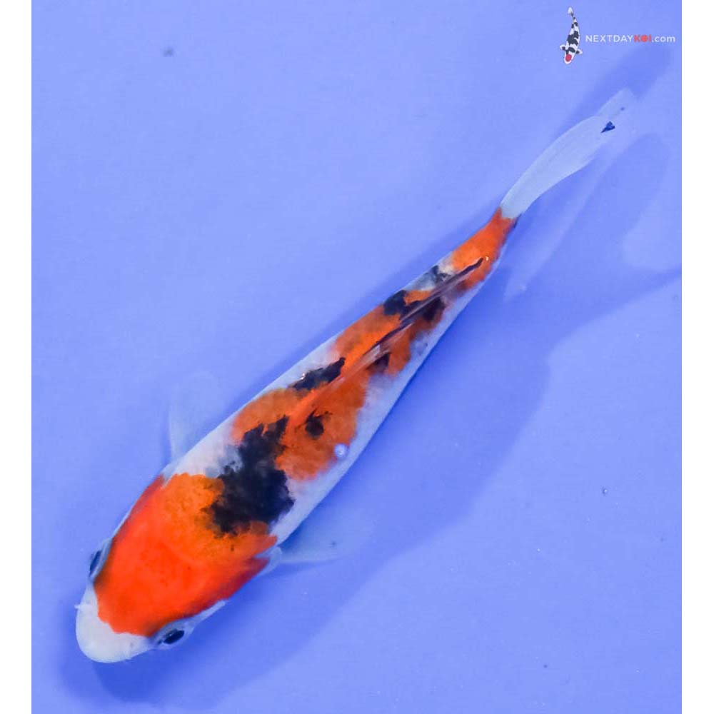 3.5” Imported Sanke - Image 5