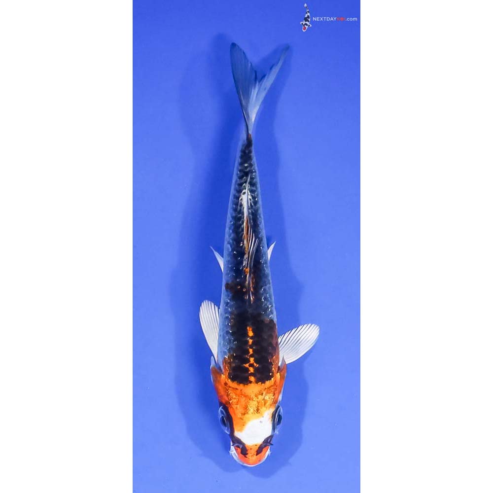 4.5” Imported Kujaku