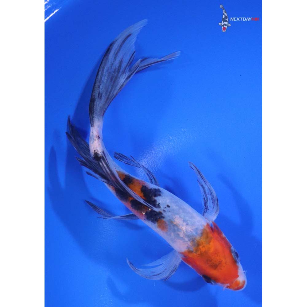 5.5” Imported Sanke Butterfly Koi