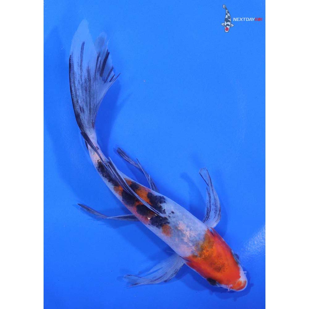 5.5” Imported Sanke Butterfly Koi - Image 3