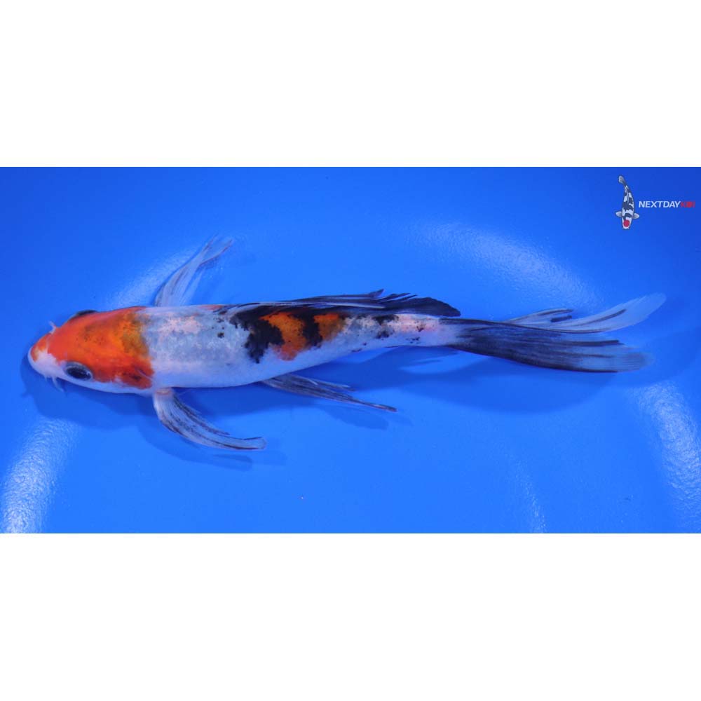 5.5” Imported Sanke Butterfly Koi - Image 4