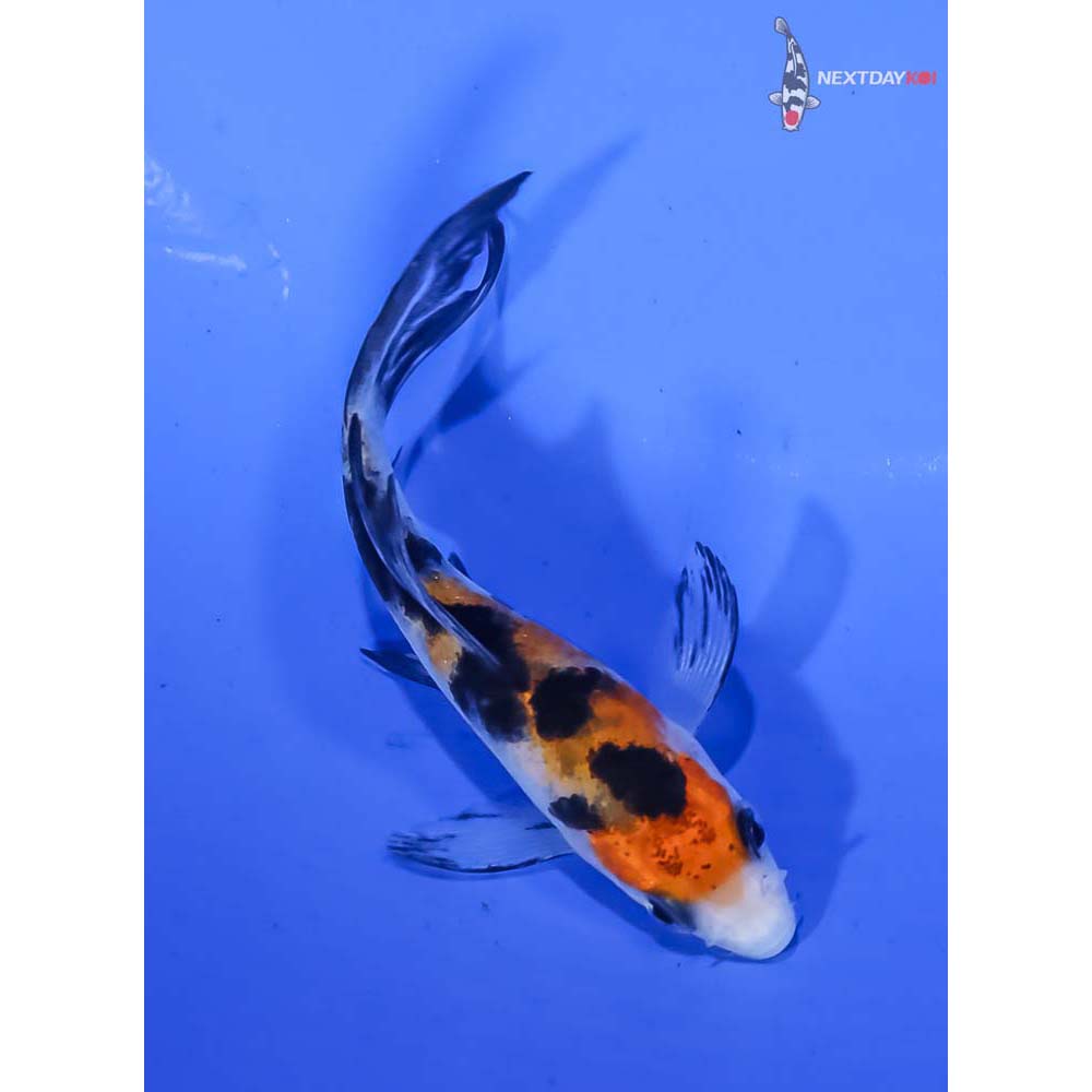 3.5” Imported Sanke Butterfly Koi