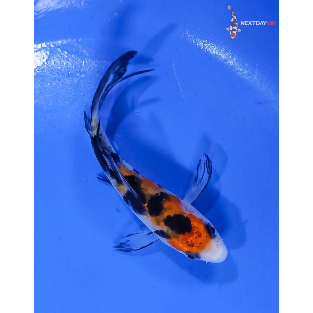 3.5” Imported Sanke Butterfly Koi - Image 3