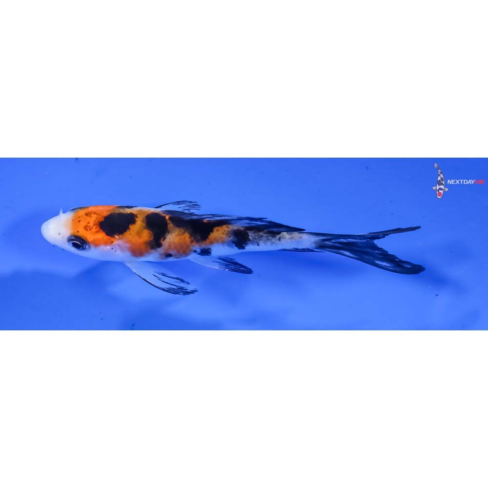 3.5” Imported Sanke Butterfly Koi - Image 4