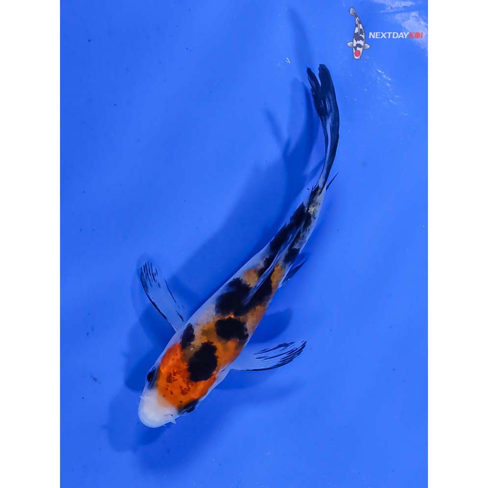 3.5” Imported Sanke Butterfly Koi - Image 5