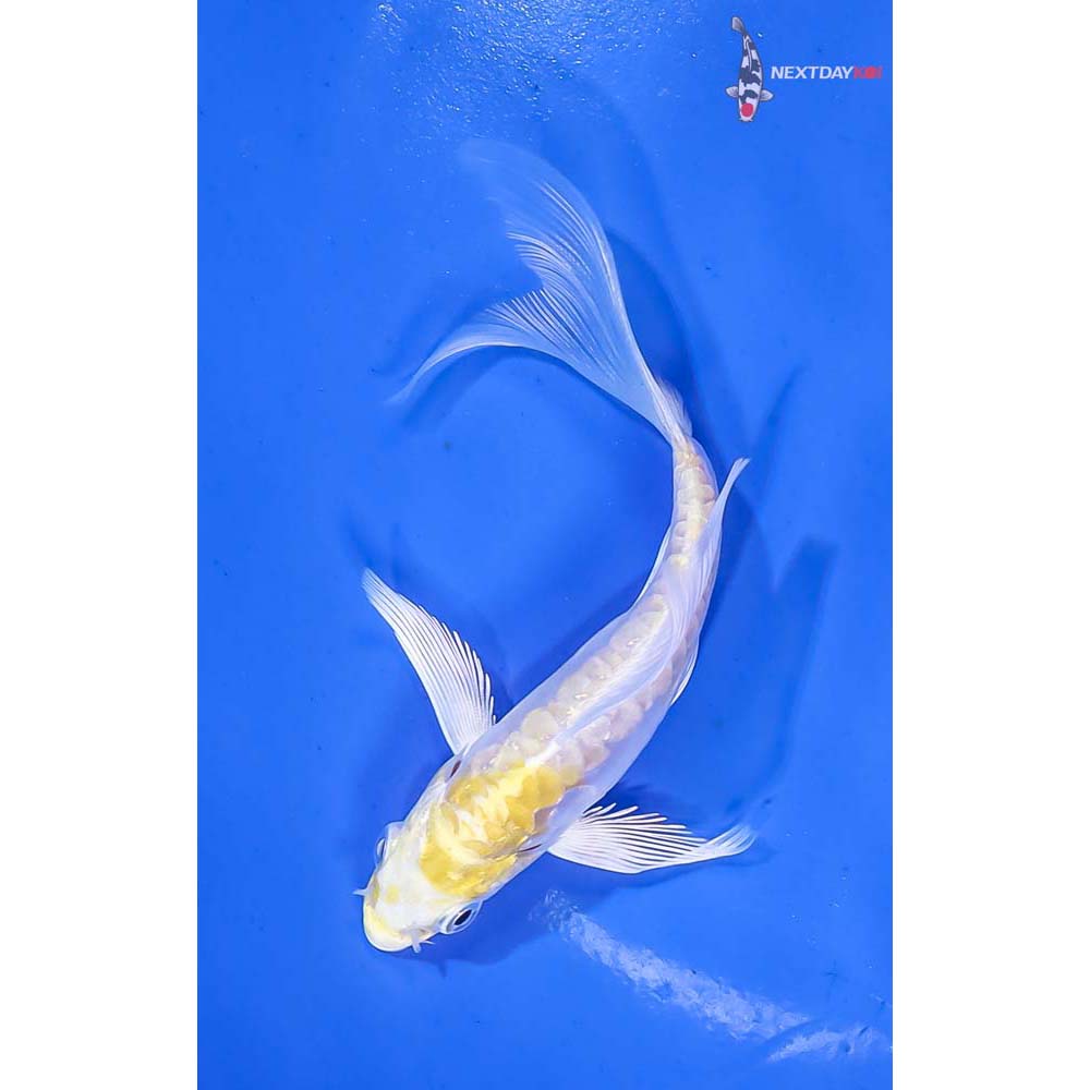 4” Imported Doitsu Lemon Hariwake Butterfly Koi